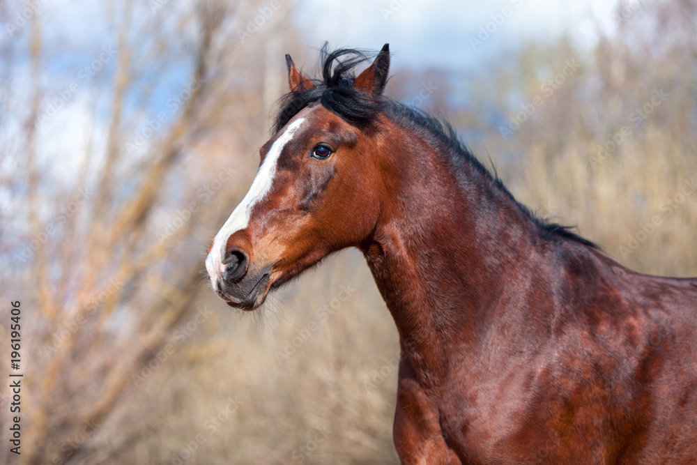 Fototapeta premium Bay horse on a background of trees closeup