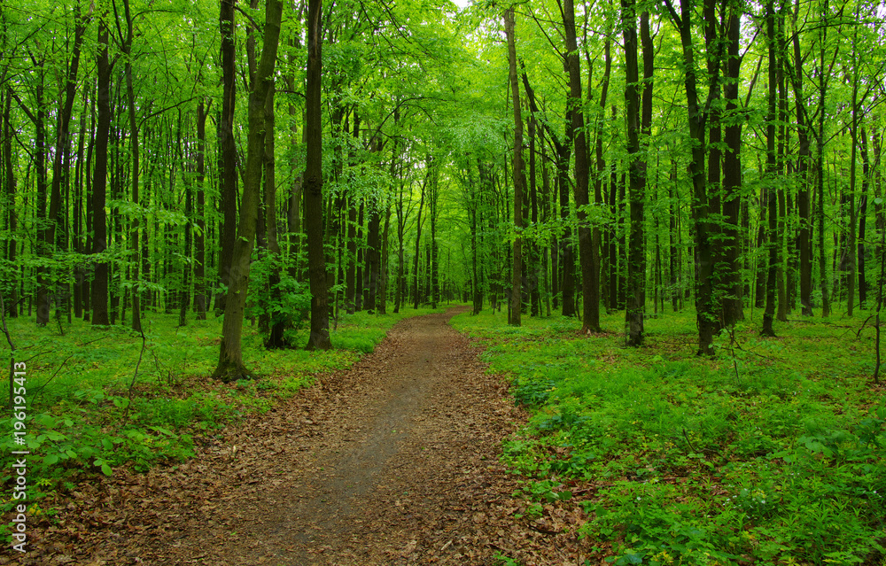 Fototapeta premium Drzewa leśne wiosną