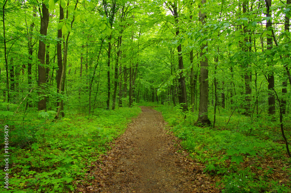 Obraz premium Green forest and path