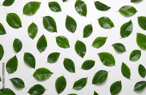 Green leaves isolated on white