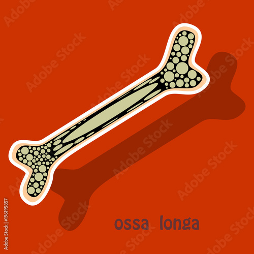 Sticker anatomy of the Long Bone. Periosteum, endosteum, bone marrow and trabeculae. photo