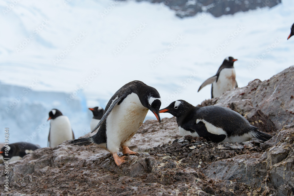 Obraz premium Gentoo penguins on rock