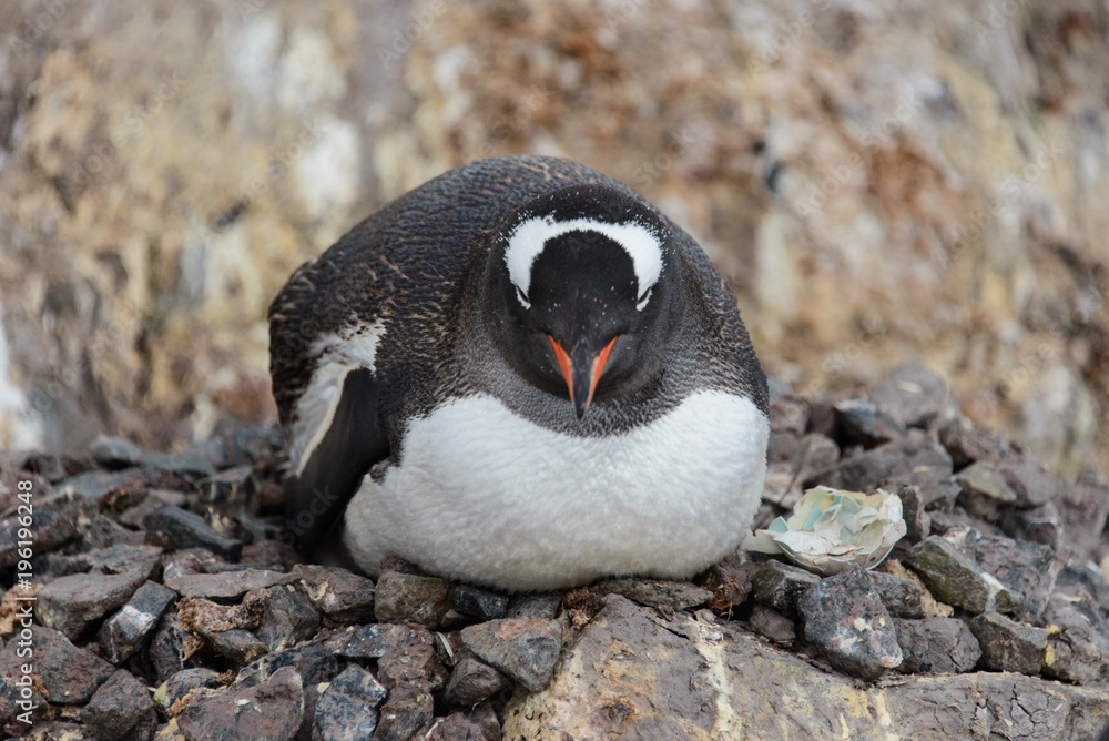 Fototapeta premium Gentoo penguin with chicks in nest