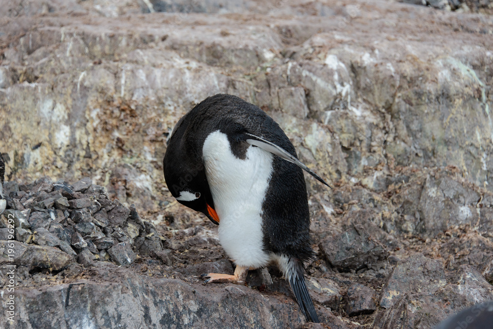 Fototapeta premium Gentoo penguin scratching