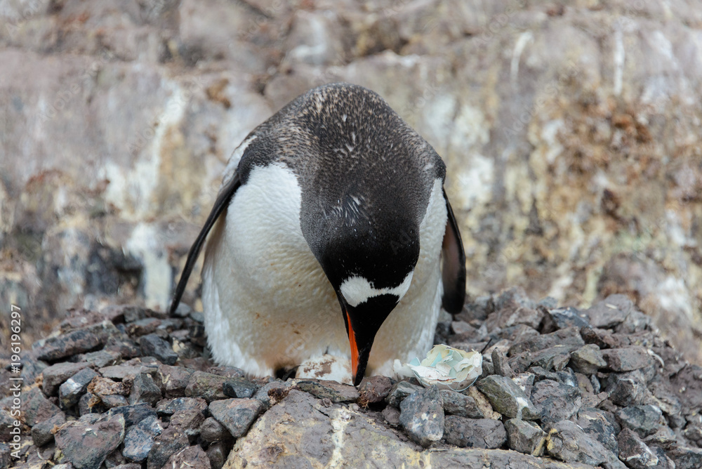 Fototapeta premium Gentoo penguin with egg in nest