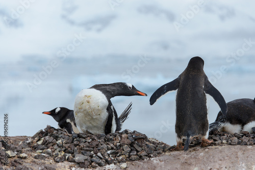 Gentoo penguins on rock