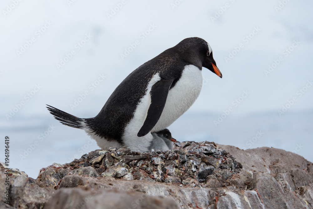 Fototapeta premium Gentoo penguin with chicks in nest
