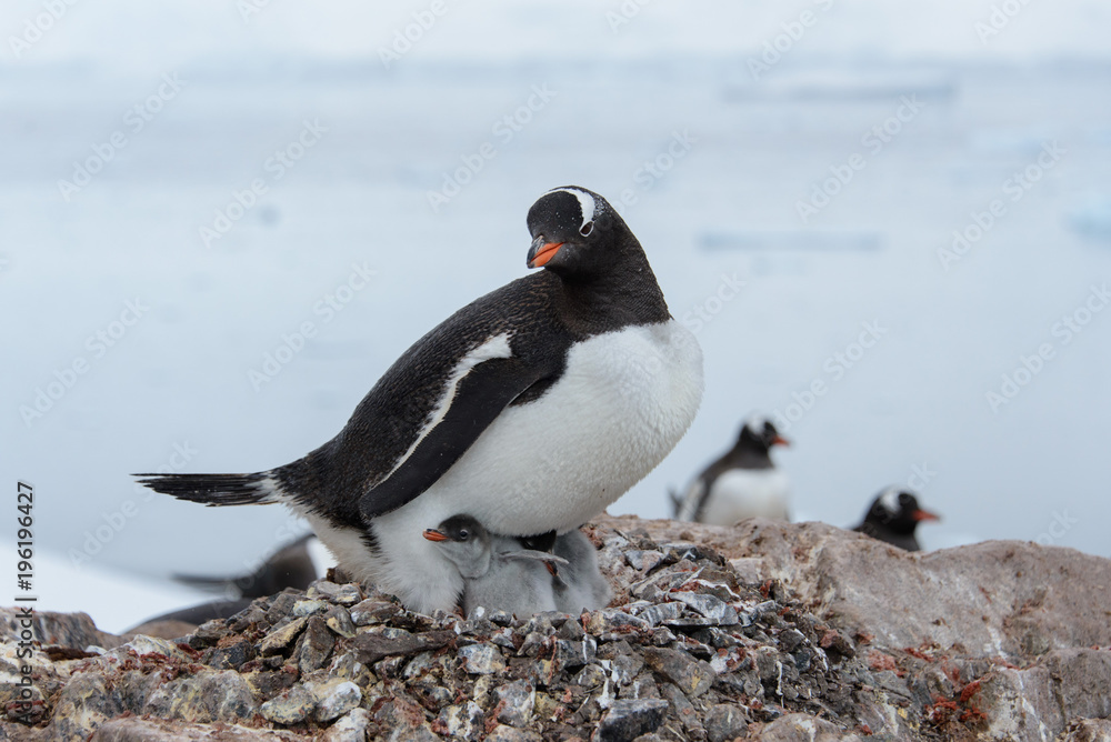 Obraz premium Gentoo penguin with chicks in nest