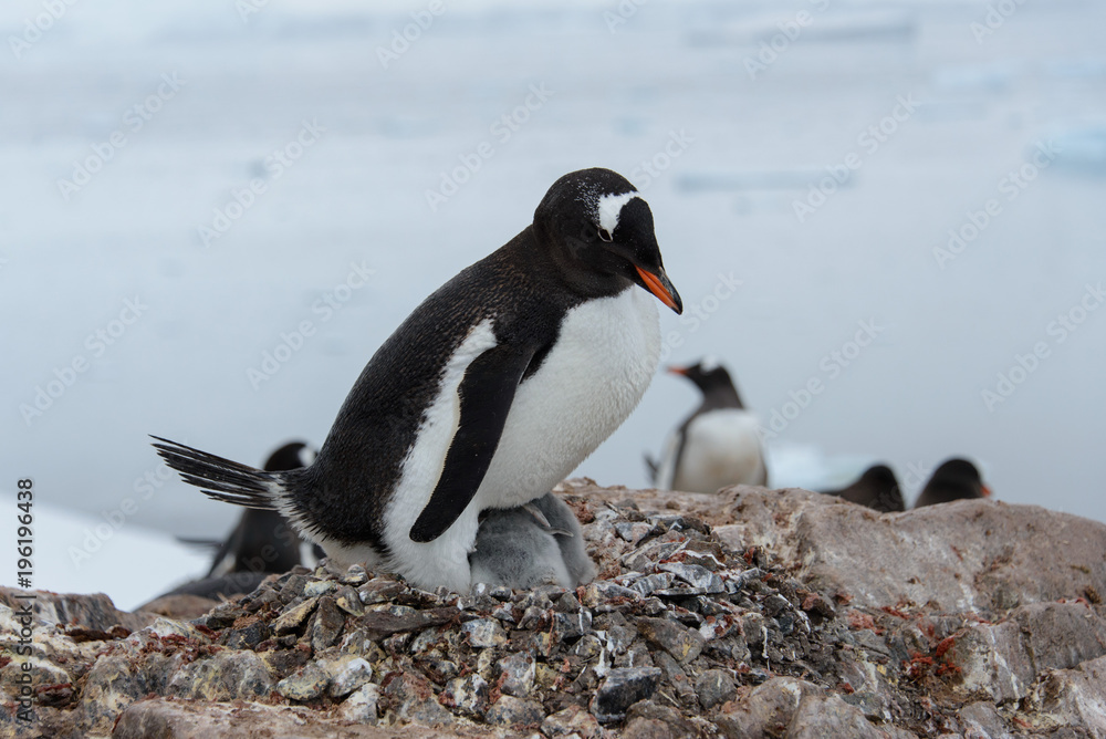 Naklejka premium Gentoo penguin with chicks in nest