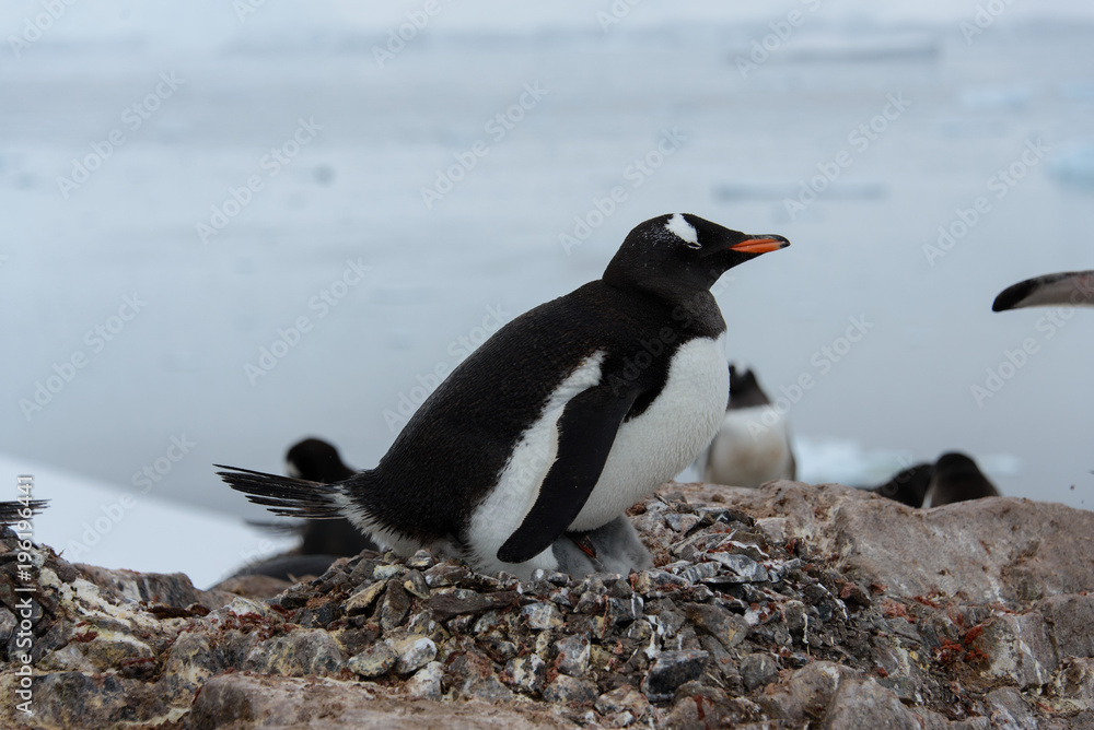 Fototapeta premium Gentoo penguin with chicks in nest