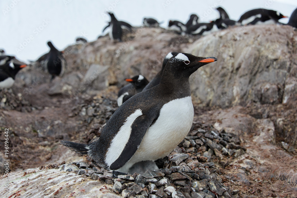 Fototapeta premium Gentoo penguin's chicks in nest