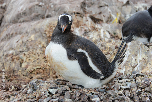 Gentoo penguin with in nest
