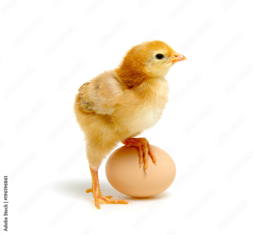 Obraz premium egg and chicken