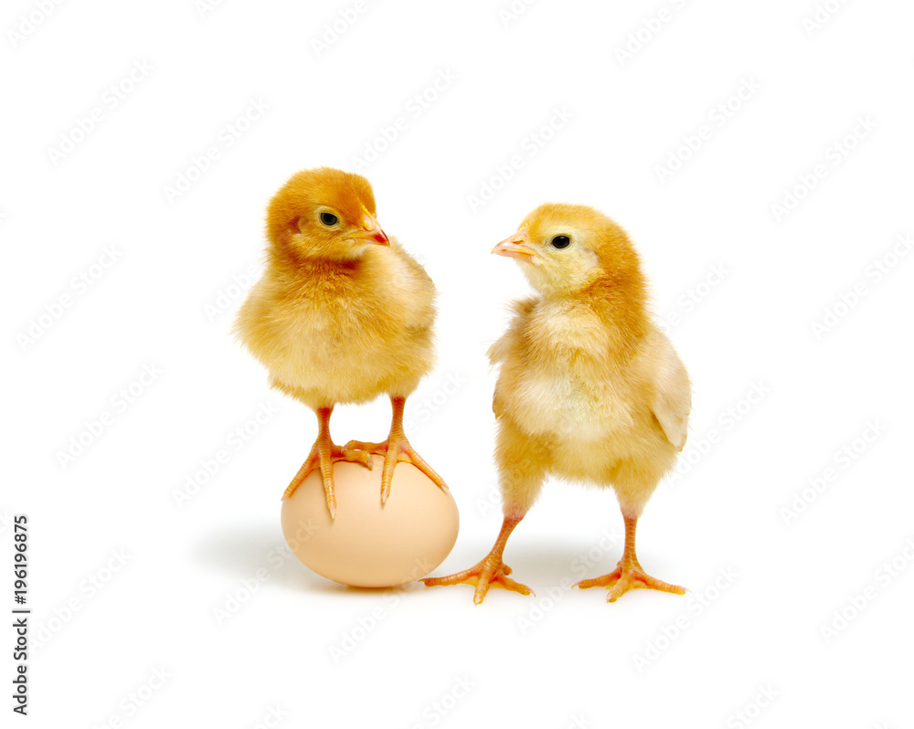 brown egg and chicks