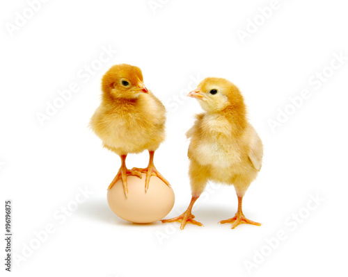 Wallpaper Mural brown egg and chicks Torontodigital.ca