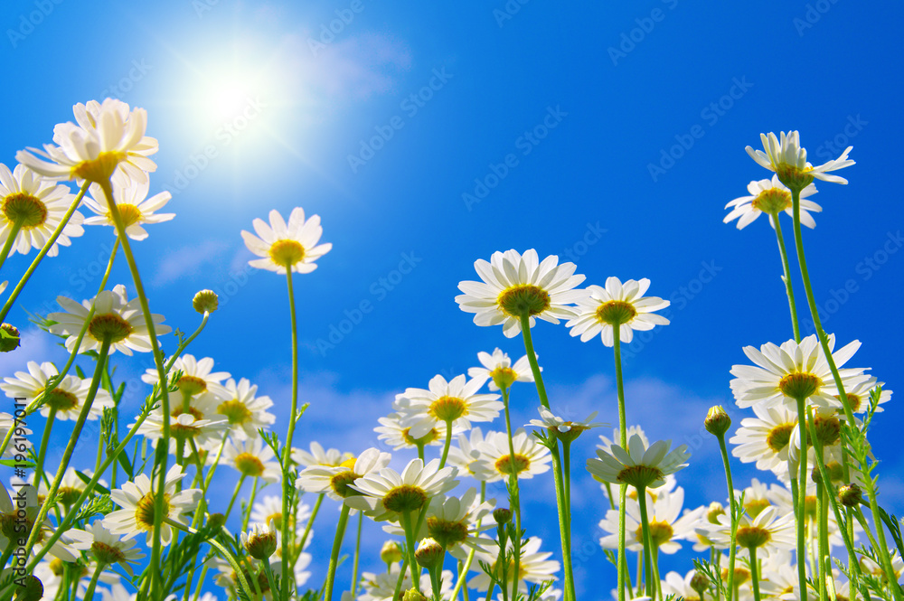 Field of daisies Field of daisies
