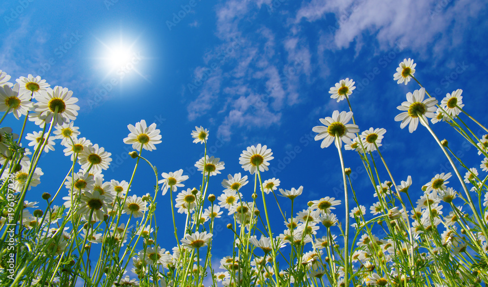 Fototapeta premium Field of daisies