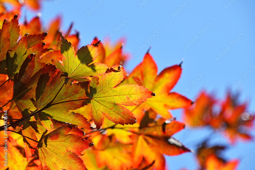 Close up red and yellow acer leaves over blue sky