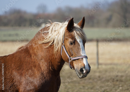 Einzelnes braunes Pferd als Portraitaufnahme auf der Weide © ansi29