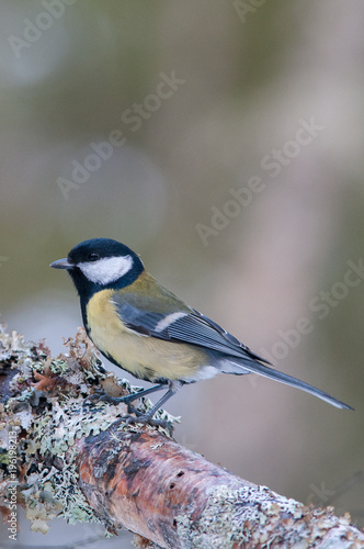 Kjøttmeis - Parus major