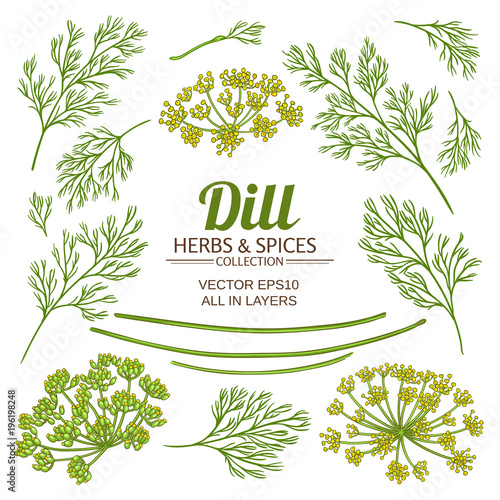 Canvas-taulu dill plant elements vector set