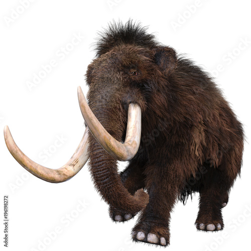 mamut photo
