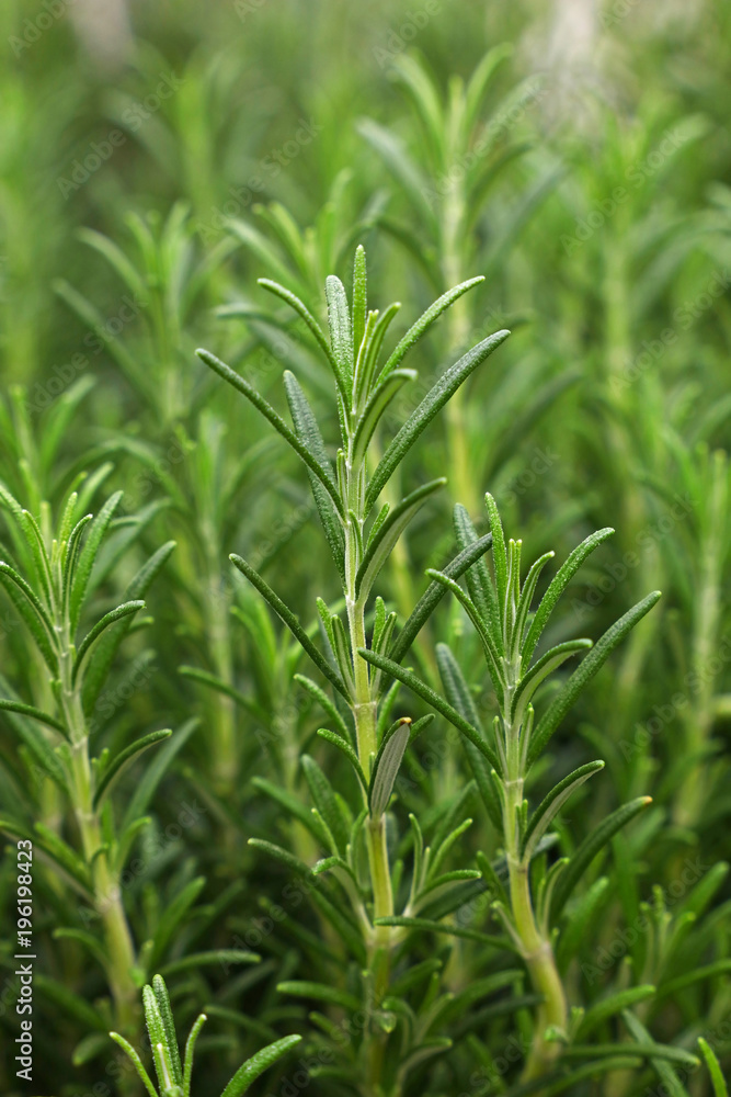Green fresh rosemary spicy herb sprouts Green fresh rosemary spicy herb sprouts