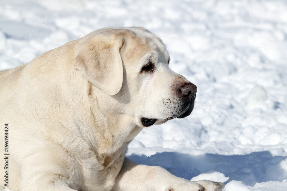 the cute yellow labrador in winter in snow portrait