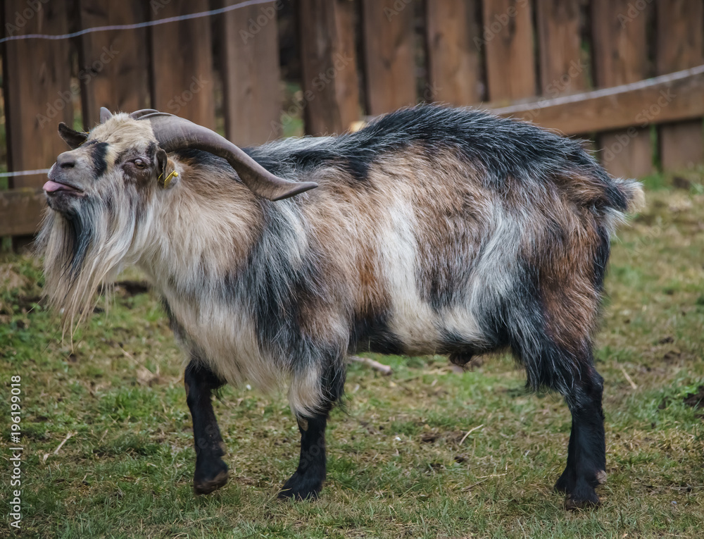 Fototapeta premium Die Ziege 