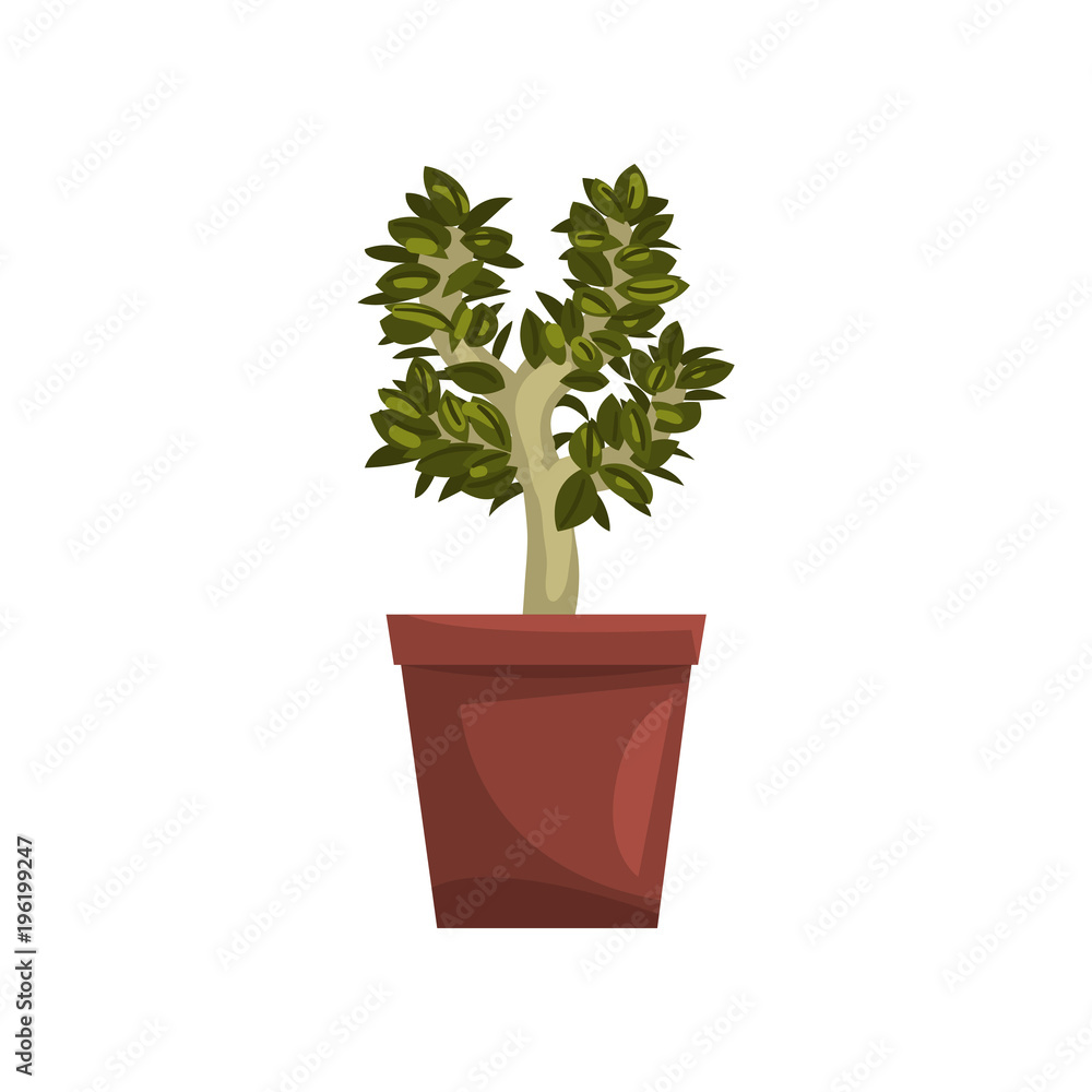 Bonsai tree indoor house plant in brown pot, element for decoration home interior vector Illustration on a white background Bonsai tree indoor house plant in brown pot, element for decoration home interior vector Illustration on a white background
