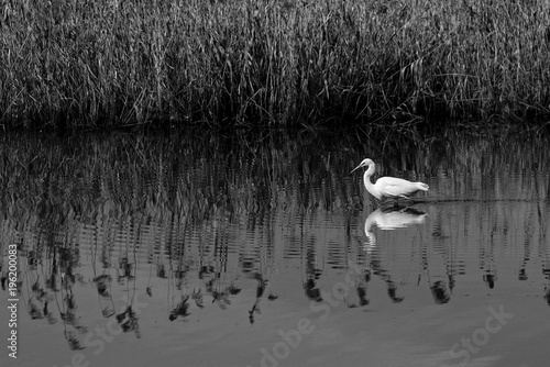 Black and white photograph of a graceful white bird on a lake