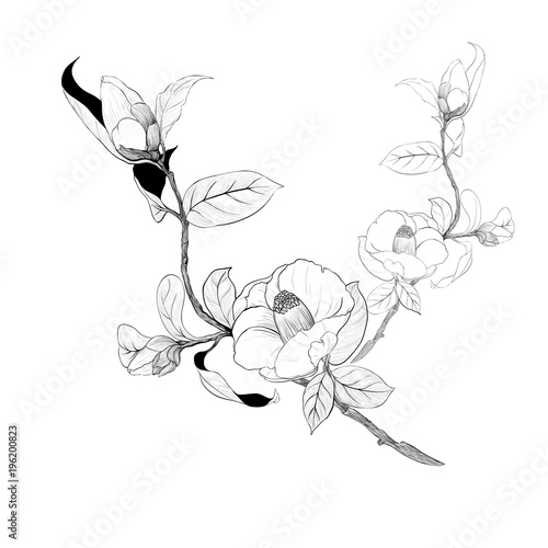 Vector background. Camellia - flowers and leaves. Seamless pattern. Perfumery and cosmetic plants. Wallpaper. Use printed materials, signs, posters, postcards, packaging. 