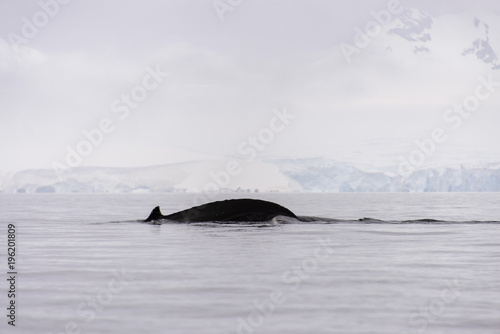 Humpback whale fin in antarctic sea