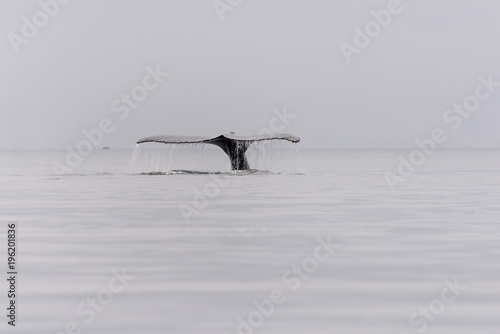 Humpback whale fluke in Antarctic sea © Alexey Seafarer