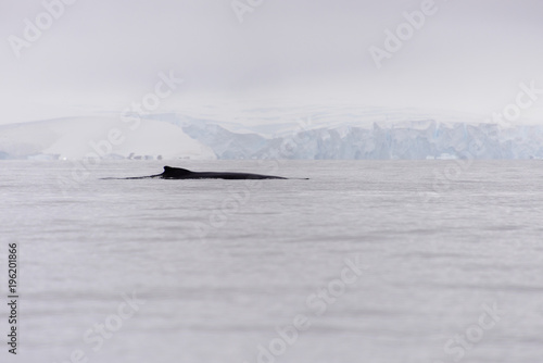 Humpback whale fin in antarctic sea