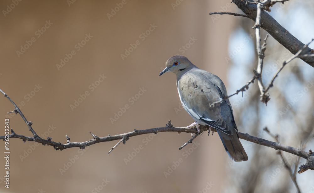White-winged Dove White-winged Dove