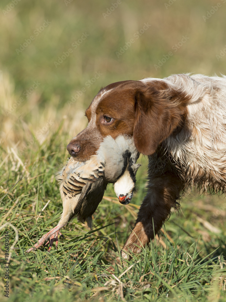 Obraz premium French Brittany Spaniel Hunting Dog
