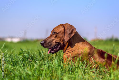 A portrait of Rhodesian Ridgeback on the grass