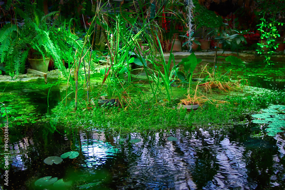Concept of unspoilt nature, ecology. Sunlight on the plants in the pond. Romantic solitude in nature. Play of light and shadow. Concept of unspoilt nature, ecology. Sunlight on the plants in the pond. Romantic solitude in nature. Play of light and shadow.