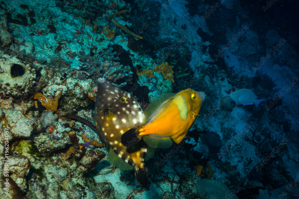Fototapeta premium Fish on the reef