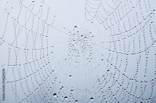 aufgereihte Tautropfen an einem Spinnennetz glitzern im wolkenverhangenen Licht