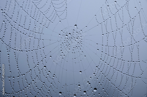 glitzernde Tautropfen an einem Spinnennetz