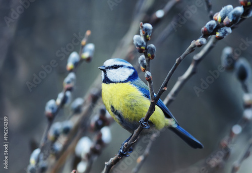 spring small colorful bird sits on the branch of a willow blooming in April in a Park on a Sunny day