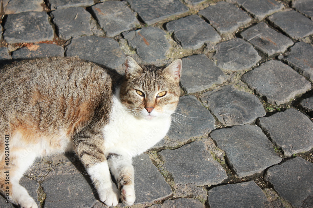 Fototapeta premium gatto al sole