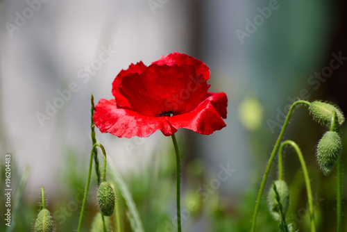 Red poppy flowers blooming in the green grass field  floral natural spring background  can be used as image for remembrance and reconciliation day