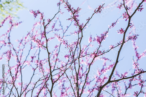 flower trees blooming in New York