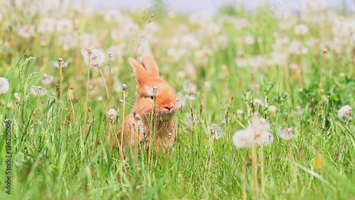 red fluffy bunnies are playing in a dandelion/red fluffy bunnies are playing in a dandelion, baby animals, pets