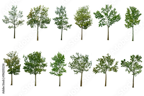 Collection Tree isolated on white background