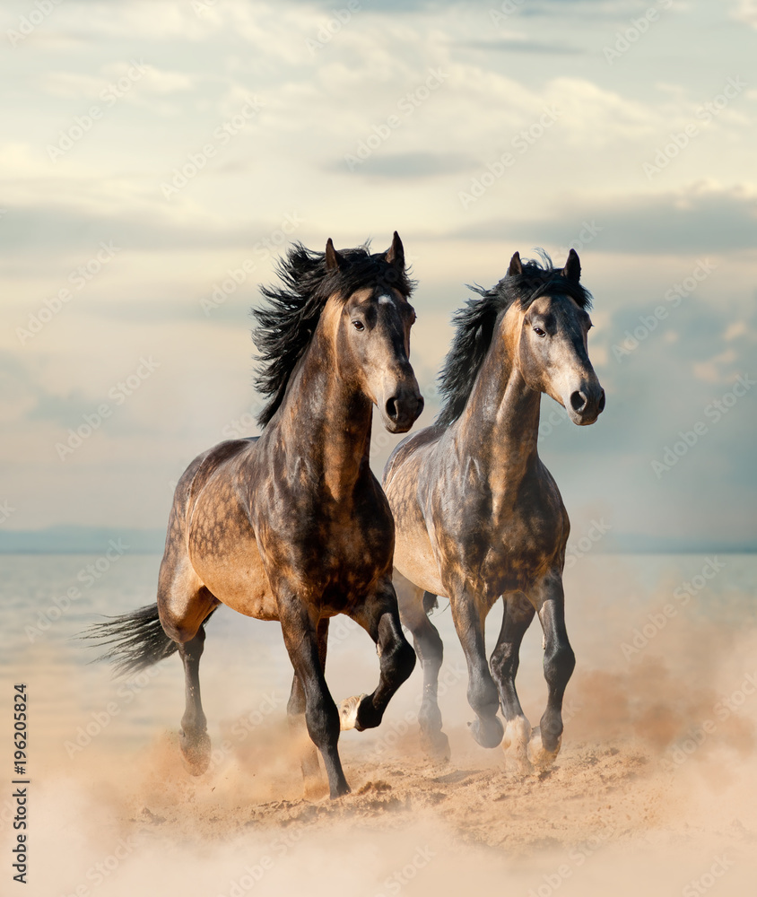 Fototapeta Dwa piękne konie biegnące nad morzem