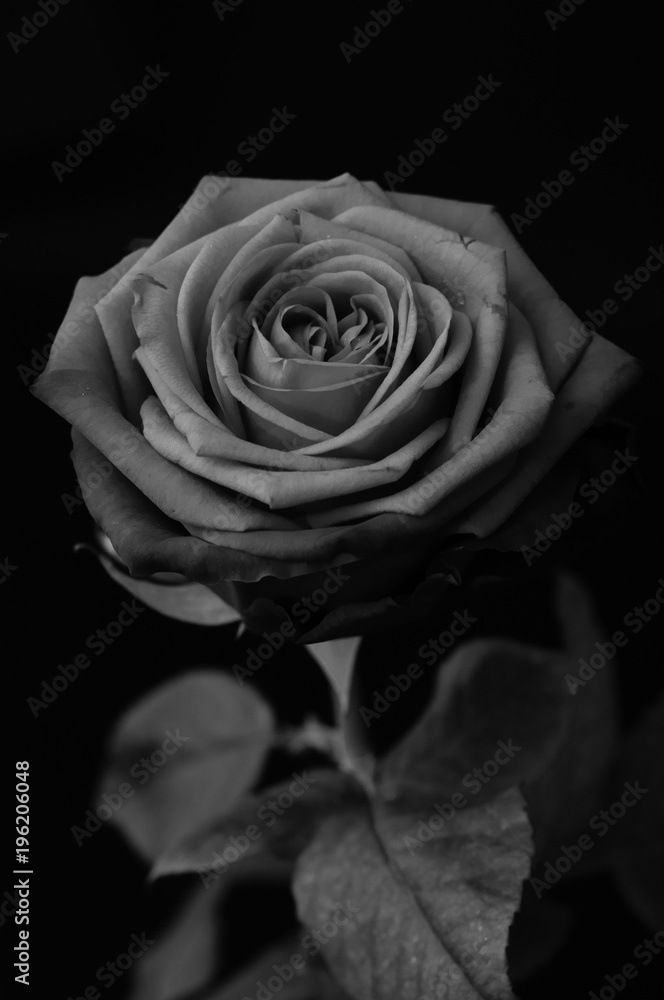 Fototapeta premium Róża